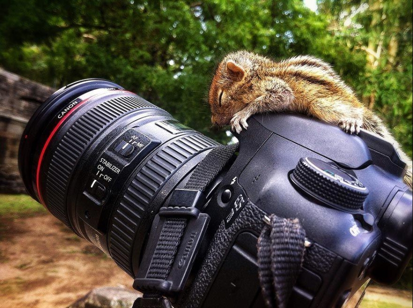 Orphan squirrel and director are best friends