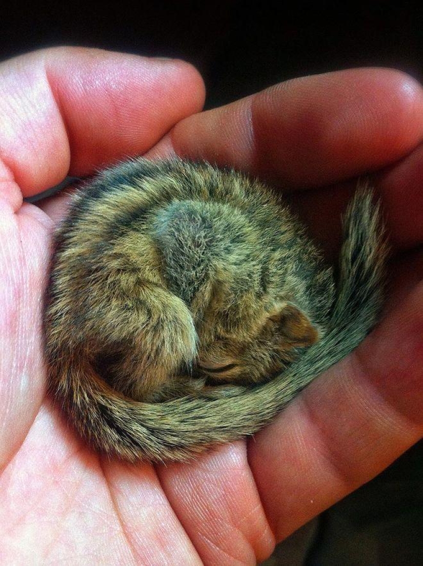 Orphan squirrel and director are best friends