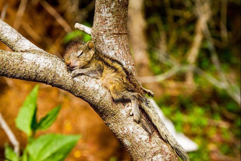 Orphan squirrel and director are best friends