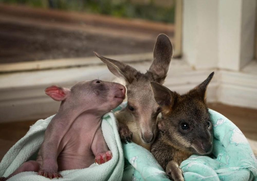 Orphans wombat and kangaroo become best friends Orphans wombat and kangaroo become best friends