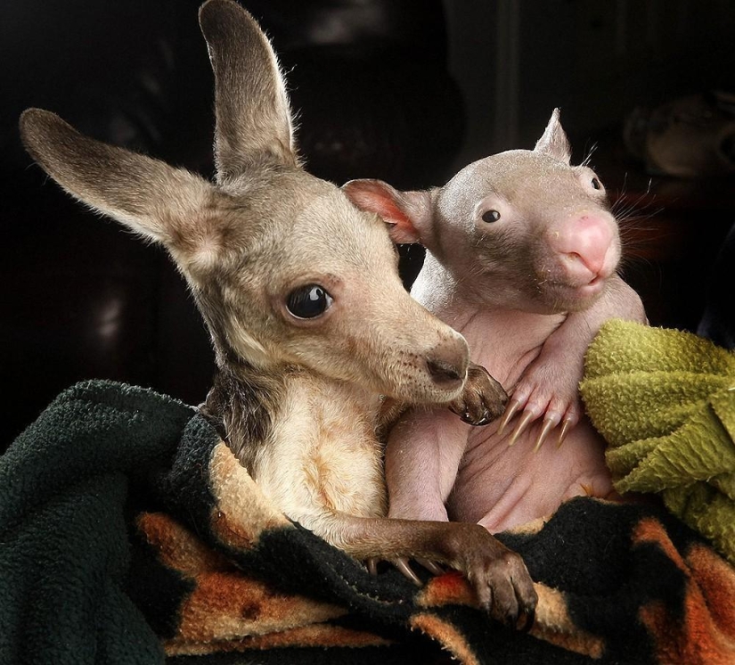 Orphans wombat and kangaroo become best friends Orphans wombat and kangaroo become best friends