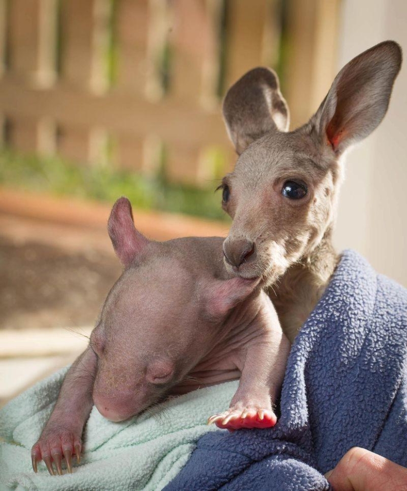 Orphans wombat and kangaroo become best friends Orphans wombat and kangaroo become best friends