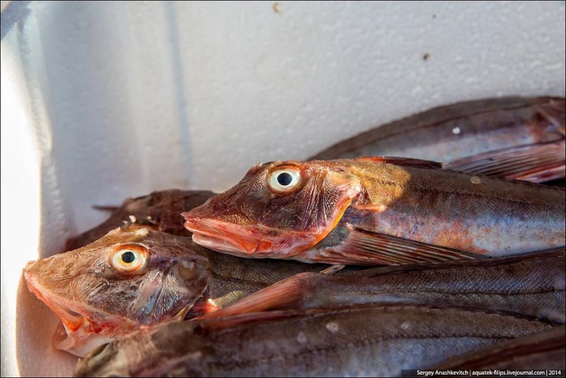 Ostras por tres kopeks o un mercado de pescado a orillas del Canal de la Mancha