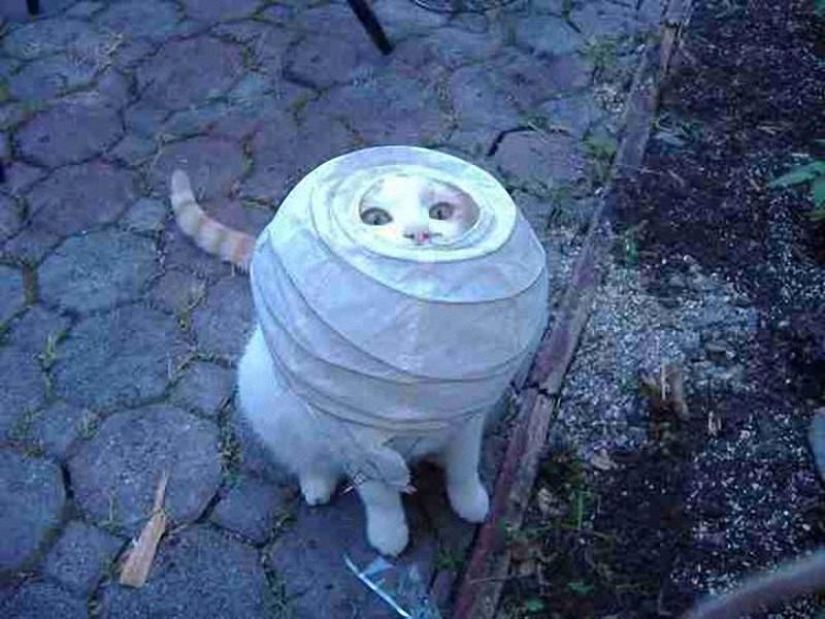 Overly curious cats Overly curious cats