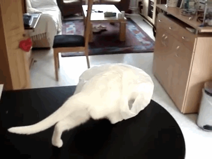 Overly curious cats Overly curious cats