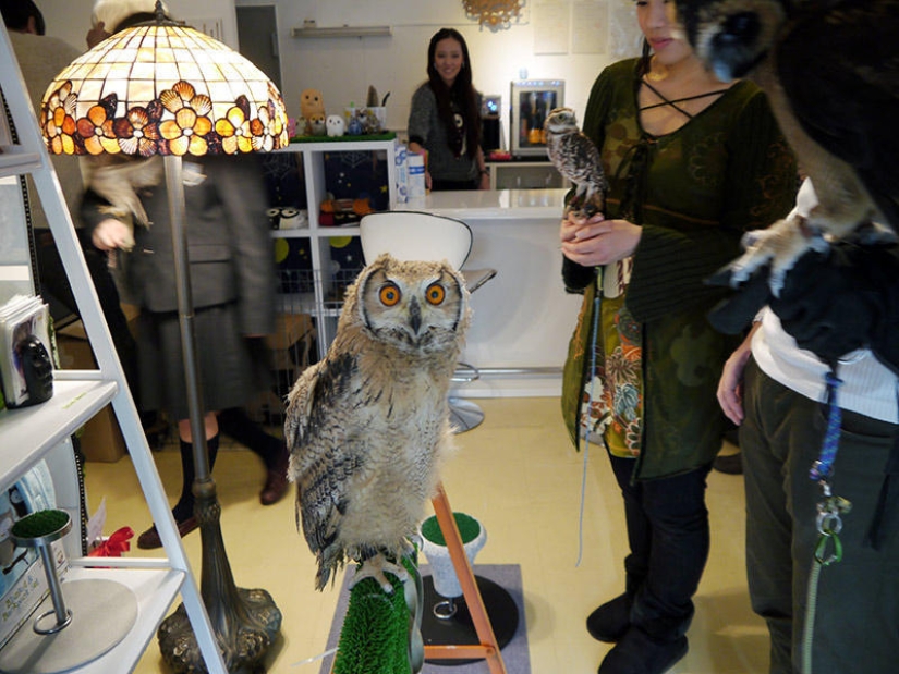 Owl café abre en Japón