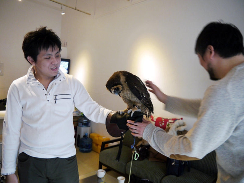 Owl café abre en Japón