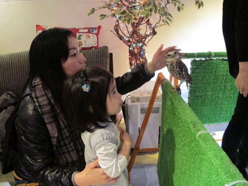 Owl café abre en Japón