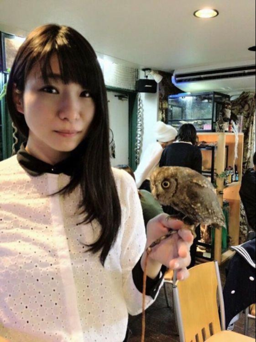Owl café abre en Japón