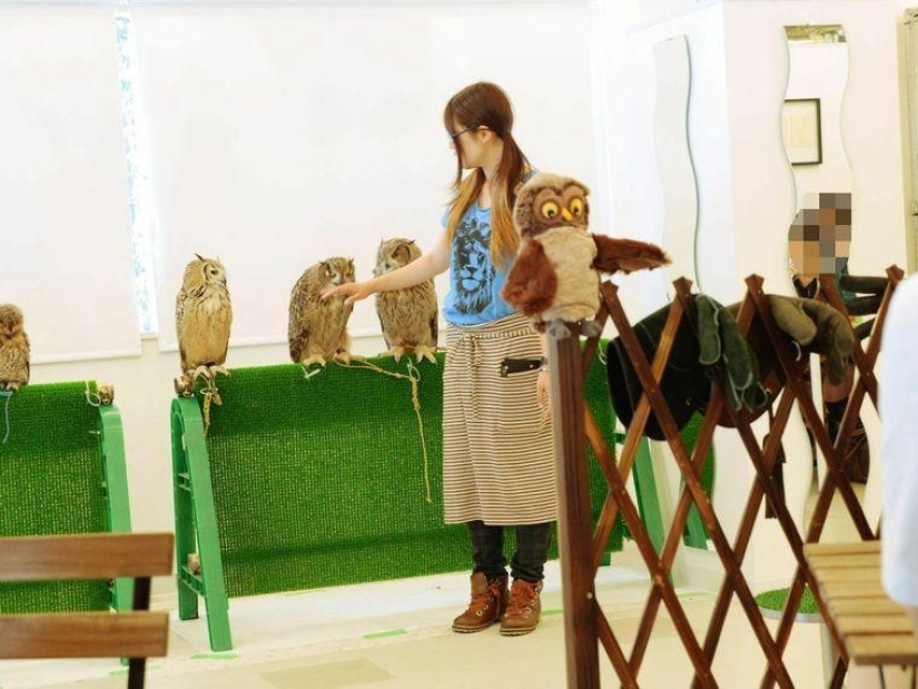 Owl café opens in Japan Owl café opens in Japan