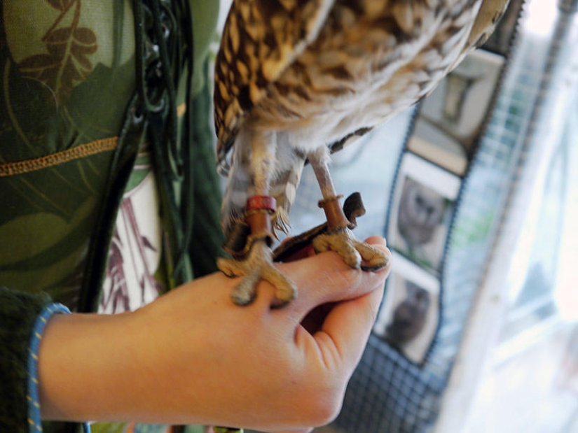 Owl café opens in Japan Owl café opens in Japan