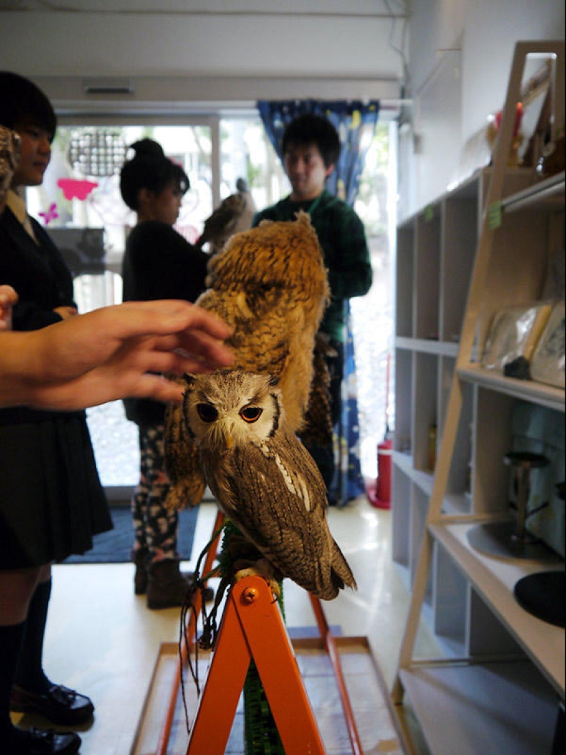 Owl café opens in Japan Owl café opens in Japan