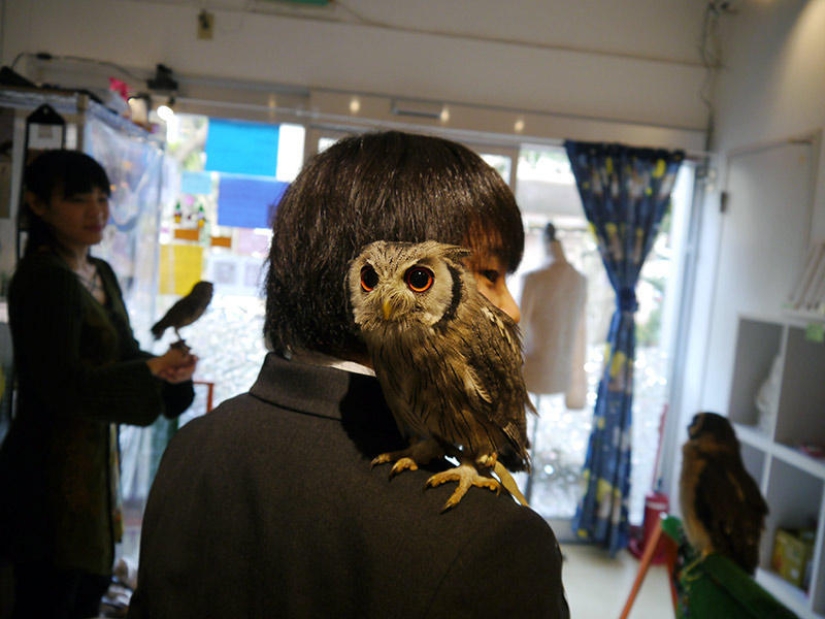Owl café opens in Japan Owl café opens in Japan
