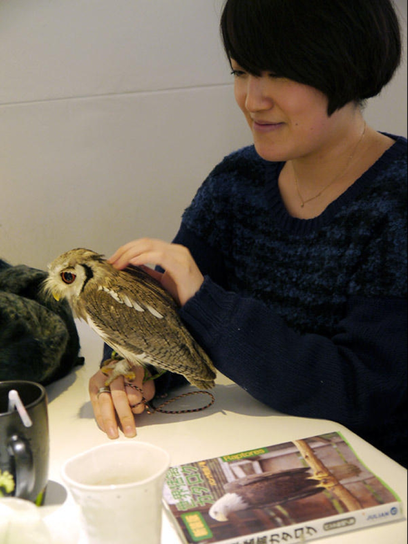 Owl café opens in Japan Owl café opens in Japan