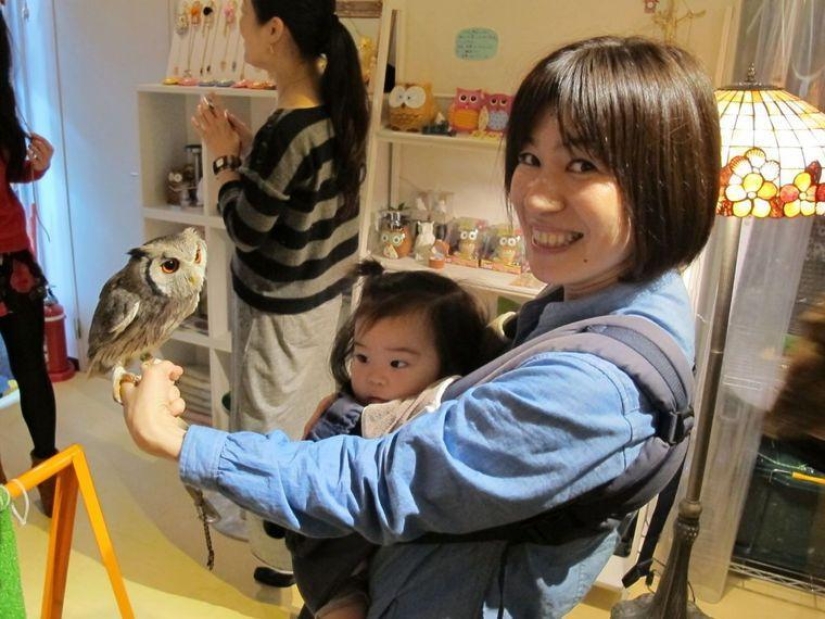 Owl café opens in Japan Owl café opens in Japan
