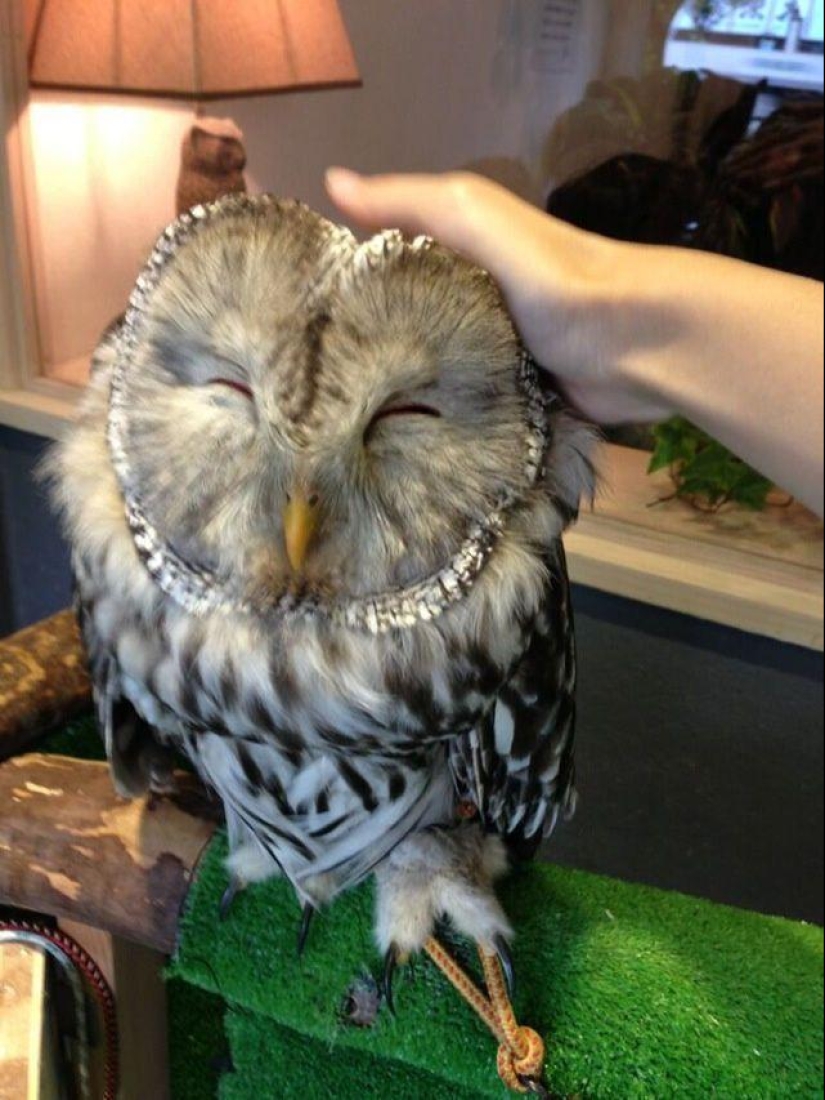 Owl café opens in Japan Owl café opens in Japan