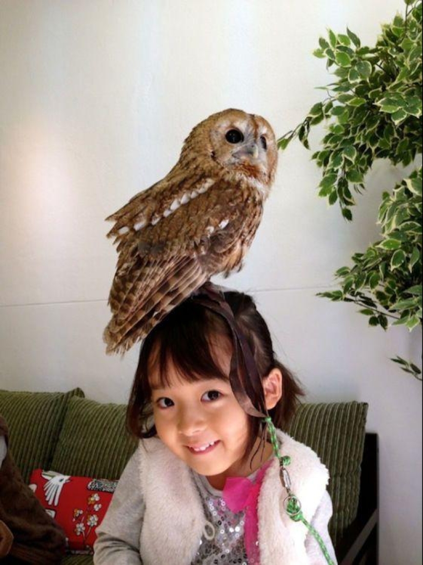 Owl café opens in Japan Owl café opens in Japan