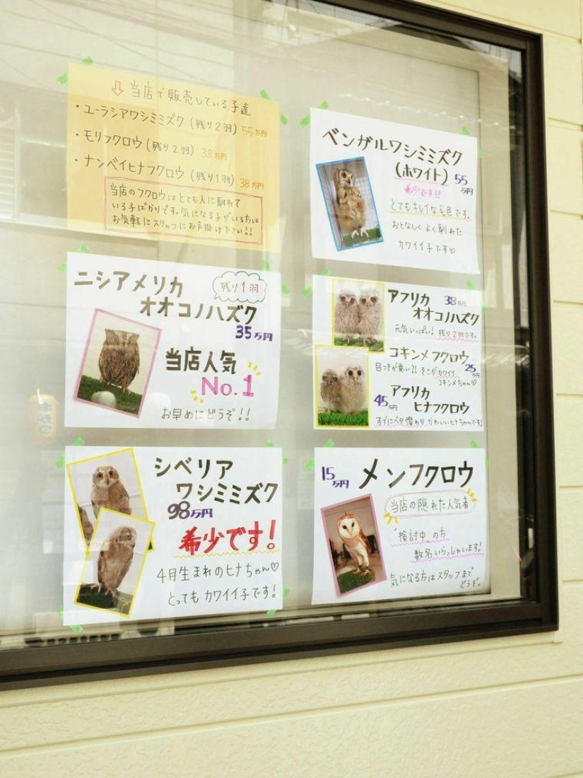 Owl café opens in Japan Owl café opens in Japan