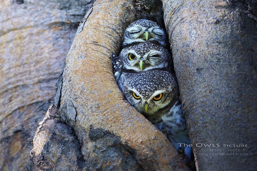 Owl Mystery