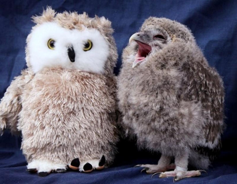 Owlet Tomsk and his plush friends