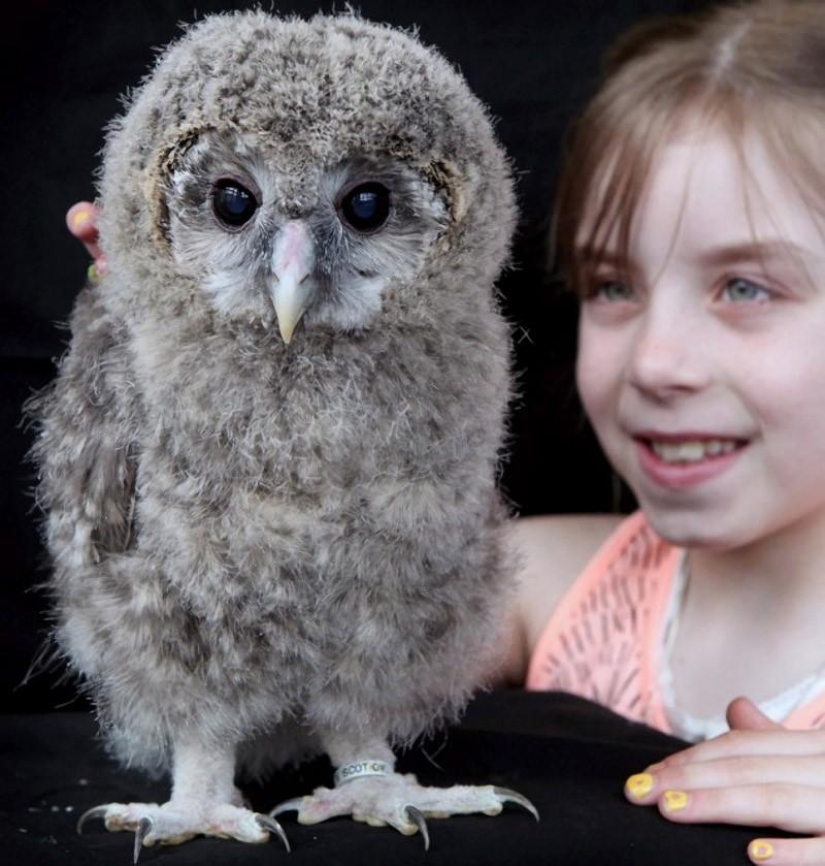 Owlet Tomsk and his plush friends