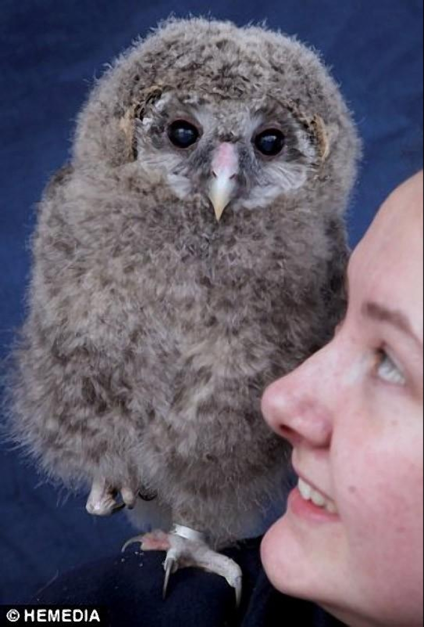 Owlet Tomsk and his plush friends