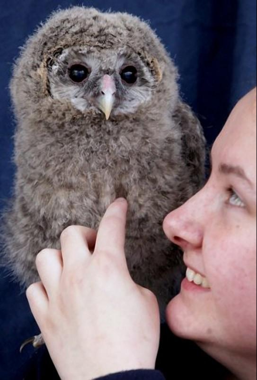 Owlet Tomsk and his plush friends