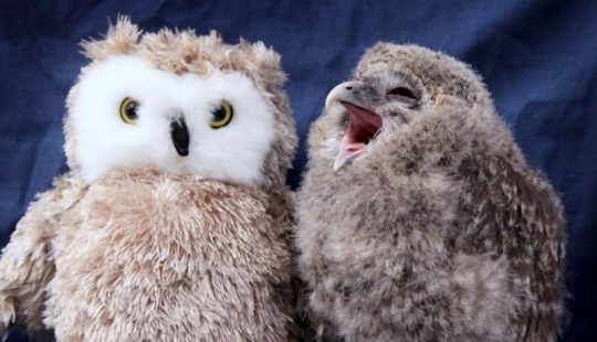 Owlet Tomsk y sus amigos de peluche