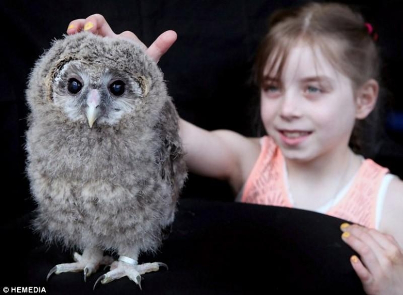 Owlet Tomsk y sus amigos de peluche