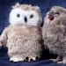 Owlet Tomsk y sus amigos de peluche