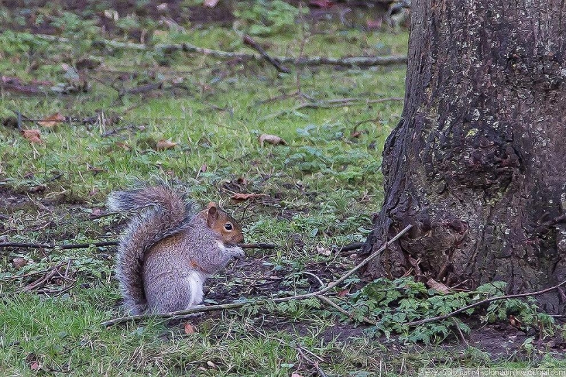 Oxford. Universidad de Oxford. Día del Conocimiento de Navidad