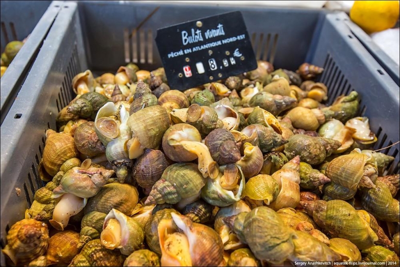 Oysters for three kopecks or a fish market on the shores of the English Channel Oysters for three kopecks or a fish market on the shores of the English Channel