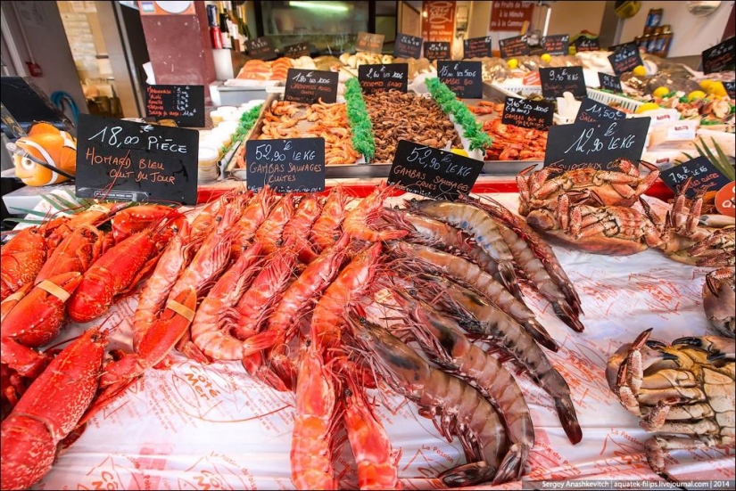 Oysters for three kopecks or a fish market on the shores of the English Channel Oysters for three kopecks or a fish market on the shores of the English Channel