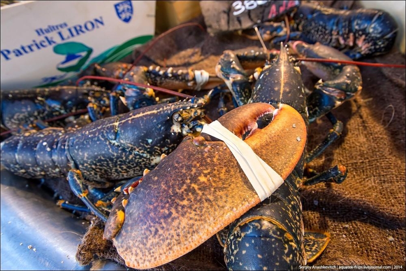 Oysters for three kopecks or a fish market on the shores of the English Channel Oysters for three kopecks or a fish market on the shores of the English Channel