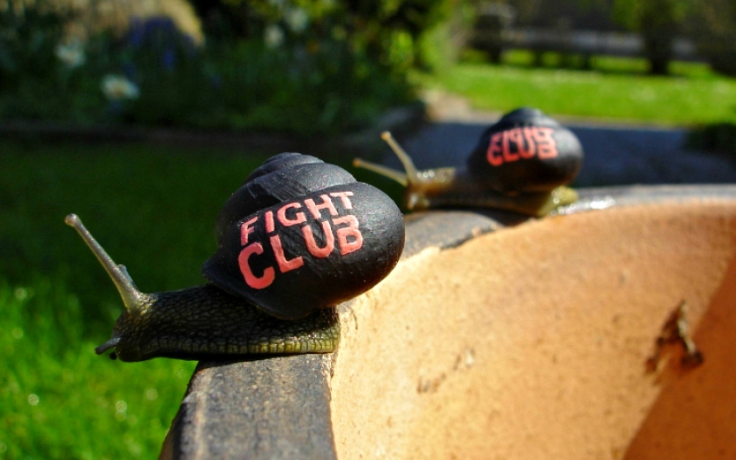 Painted snails - mobile gallery!