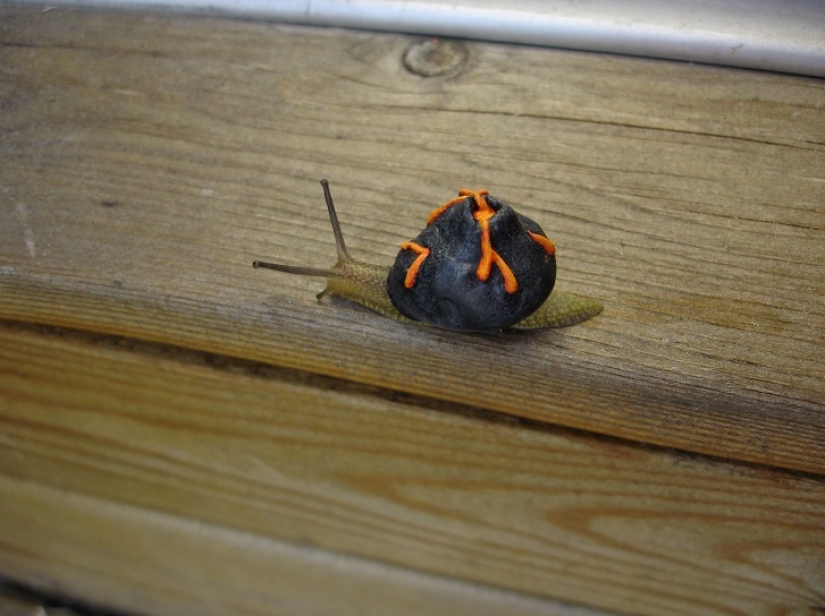 Painted snails - mobile gallery!