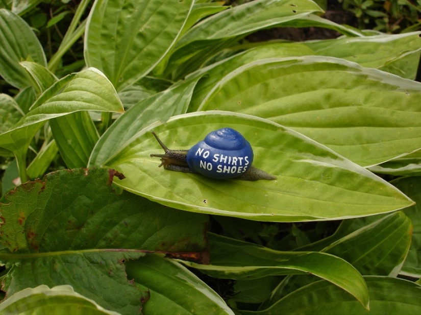 Painted snails - mobile gallery!