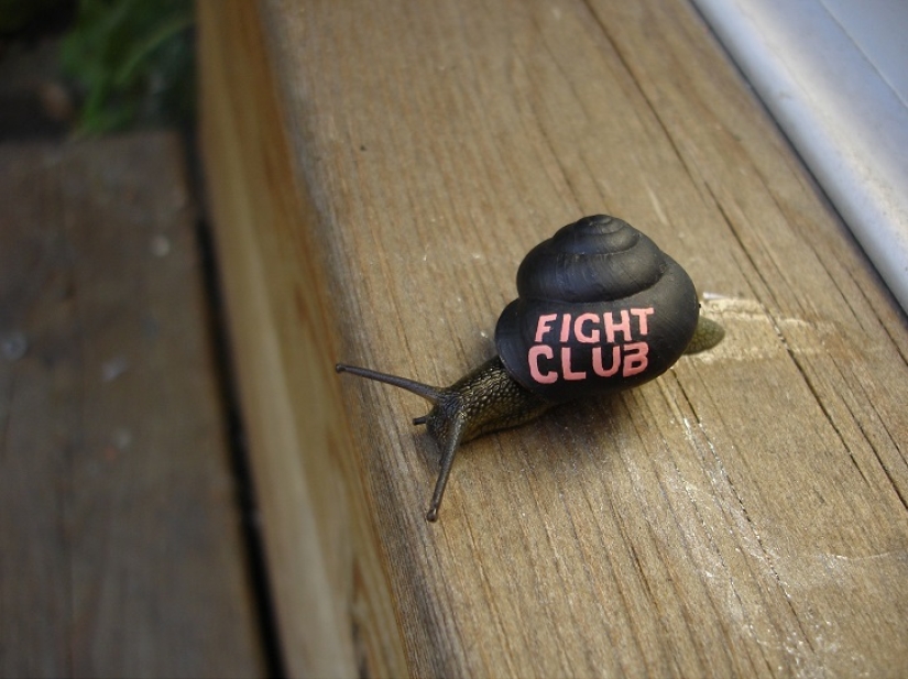 Painted snails - mobile gallery!