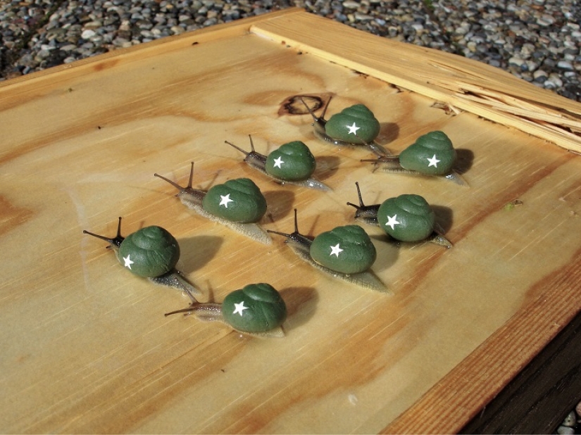 Painted snails - mobile gallery!