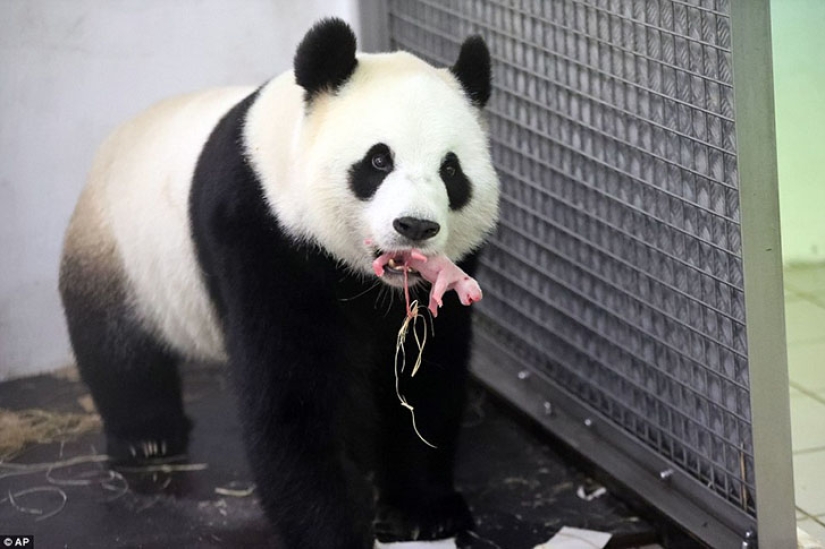 Panda Hao Hao gave birth to a tiny cub in a Belgian zoo Panda Hao Hao gave birth to a tiny cub in a Belgian zoo