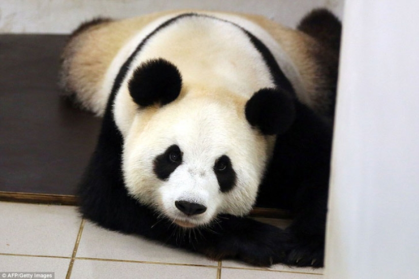 Panda Hao Hao gave birth to a tiny cub in a Belgian zoo Panda Hao Hao gave birth to a tiny cub in a Belgian zoo