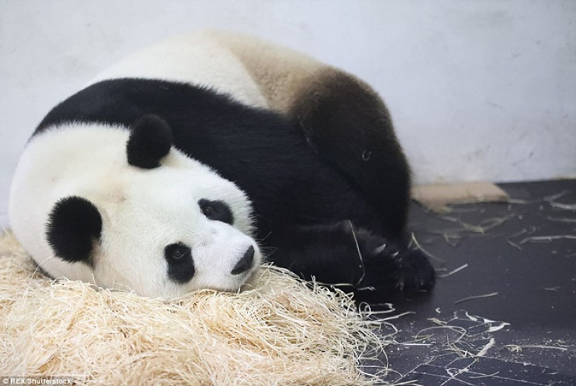 Panda Hao Hao gave birth to a tiny cub in a Belgian zoo Panda Hao Hao gave birth to a tiny cub in a Belgian zoo