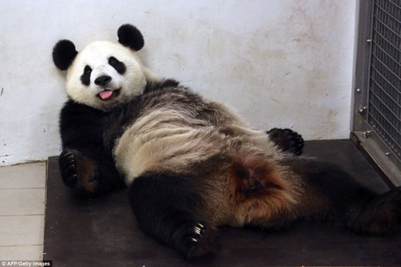Panda Hao Hao gave birth to a tiny cub in a Belgian zoo Panda Hao Hao gave birth to a tiny cub in a Belgian zoo