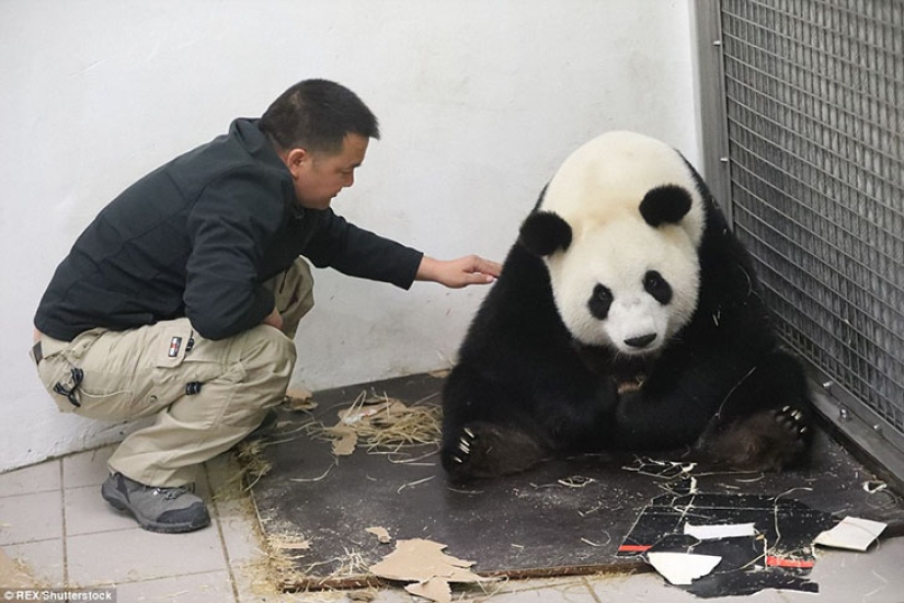 Panda Hao Hao gave birth to a tiny cub in a Belgian zoo Panda Hao Hao gave birth to a tiny cub in a Belgian zoo