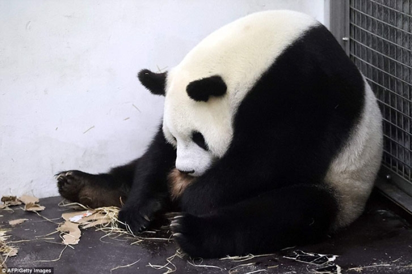 Panda Hao Hao gave birth to a tiny cub in a Belgian zoo Panda Hao Hao gave birth to a tiny cub in a Belgian zoo