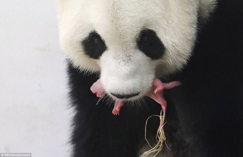 Panda Hao Hao gave birth to a tiny cub in a Belgian zoo Panda Hao Hao gave birth to a tiny cub in a Belgian zoo