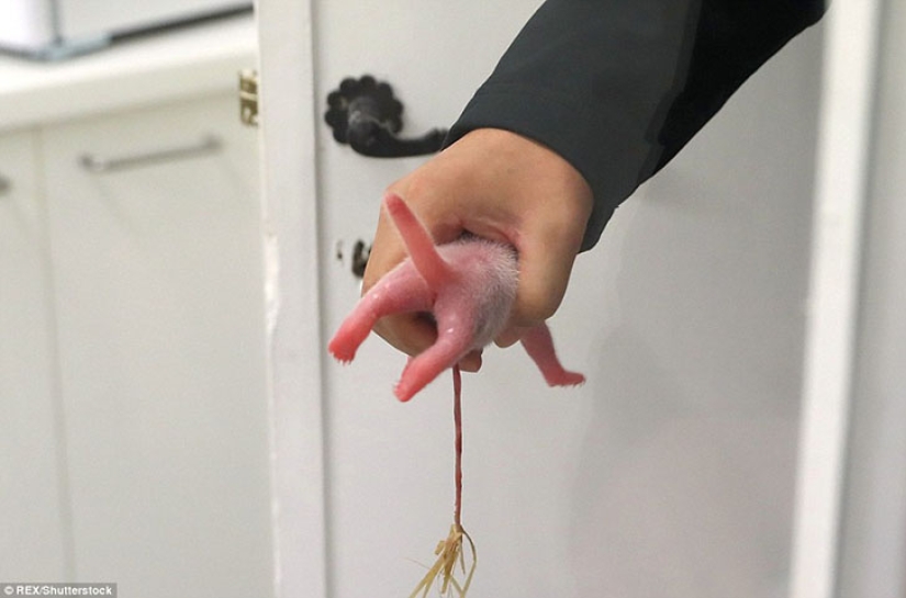 Panda Hao Hao gave birth to a tiny cub in a Belgian zoo Panda Hao Hao gave birth to a tiny cub in a Belgian zoo