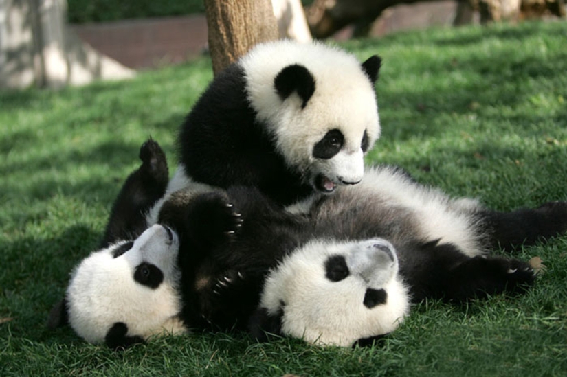 Panda Kindergarten es el lugar más lindo del mundo