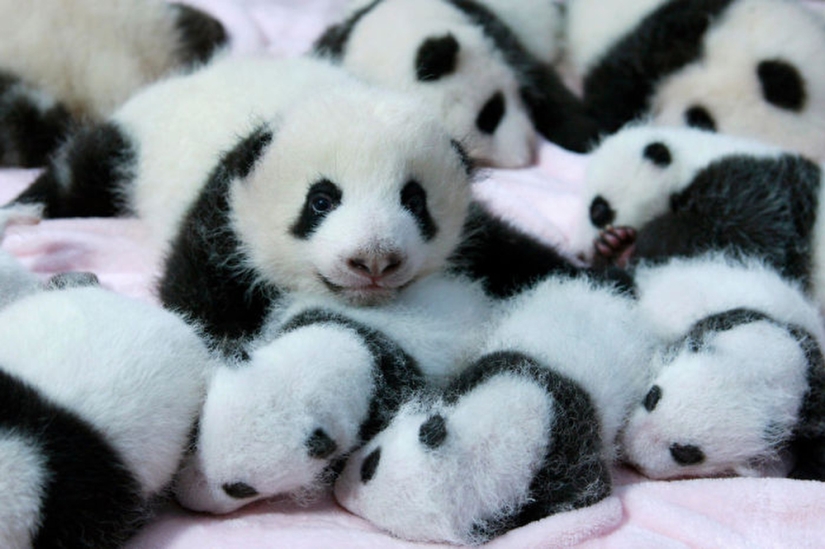 Panda Kindergarten es el lugar más lindo del mundo