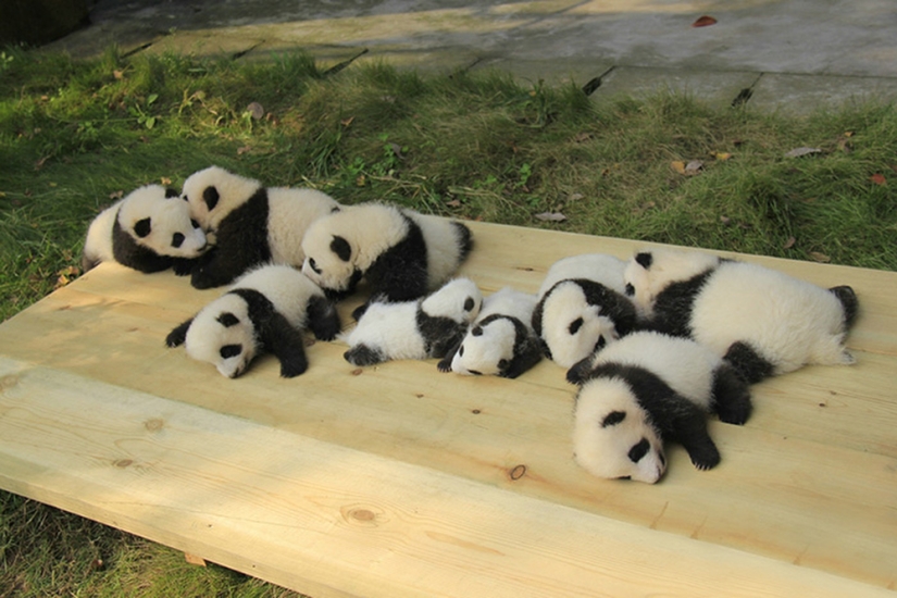 Panda Kindergarten es el lugar más lindo del mundo